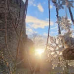 Stimme ab für den Verein des Jahres!